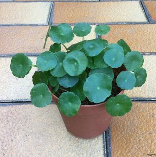 (Category: ) located in . Submitted by sgn93 (Listing ID 1437322060, Image 1). Description: .