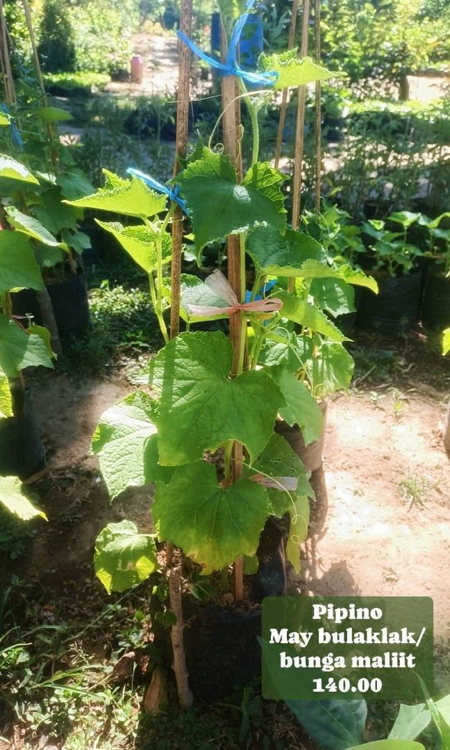 Pipino may bunga/flower (Category: Plants & Seeds) located in Paranaque City. Submitted by mherz_ariel (Listing ID 1437222440, Image 1). Description: .