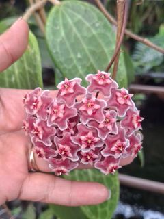 (Category: ) located in . Submitted by sindo.sg (Listing ID 1437290508, Image 1). Description: .