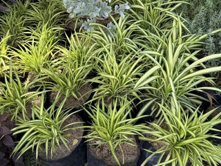 (Category: ) located in . Submitted by plants_sale (Listing ID 1437227794, Image 1). Description: .