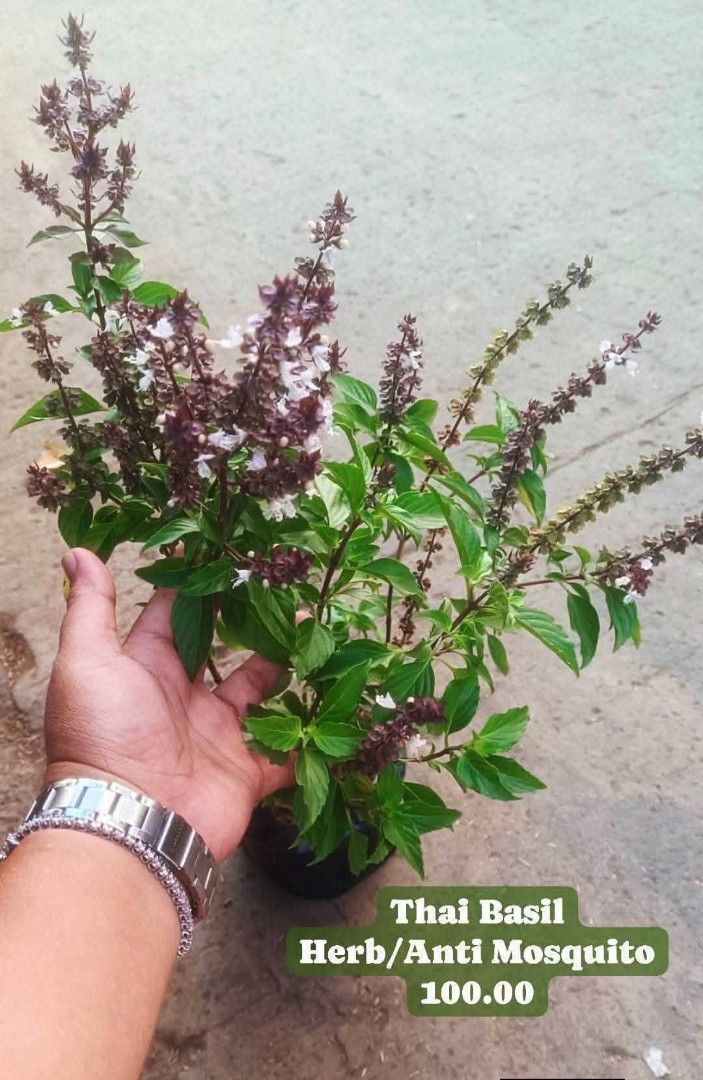 Thai Basil Lush Type (Category: Plants & Seeds) located in Paranaque City. Submitted by mherz_ariel (Listing ID 1437222029, Image 1). Description: .