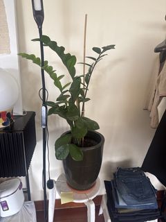 （分類：）位於 。 由 madfluffy 提交（商品編號 1437224181，圖片 1）。簡介： 。