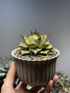 （分類：）位於 。 由 darrrenc 提交（商品編號 1415466029，圖片 1）。簡介： 。
