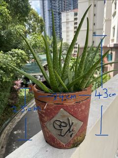 (Category: ) located in . Submitted by alexis73 (Listing ID 1437545303, Image 1). Description: .
