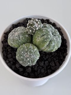 Astrophytum Collection item 2