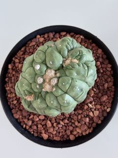 Astrophytum Collection item 3