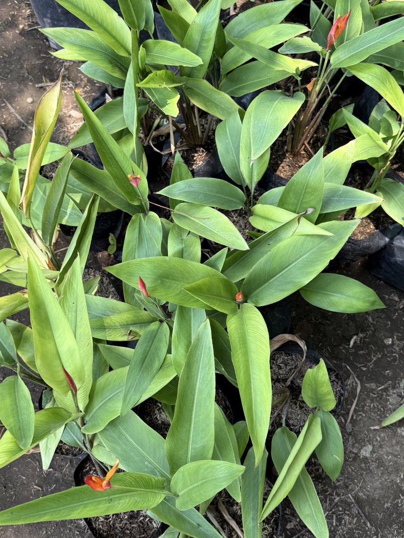 Bird of paradise (Category: Plants & Seeds) located in Paranaque City. Submitted by plants_sale (Listing ID 1437445290, Image 3). Description: .