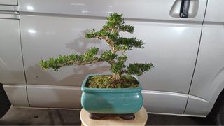 (Category: ) located in . Submitted by thplantstudio (Listing ID 1437578250, Image 1). Description: .
