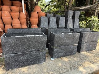 (Category: ) located in . Submitted by plants_sale (Listing ID 1437442564, Image 1). Description: .