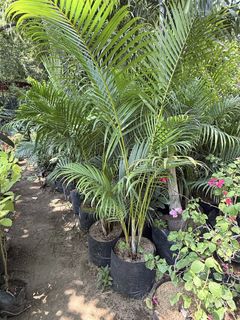 (Category: ) located in . Submitted by plants_sale (Listing ID 1437445138, Image 1). Description: .