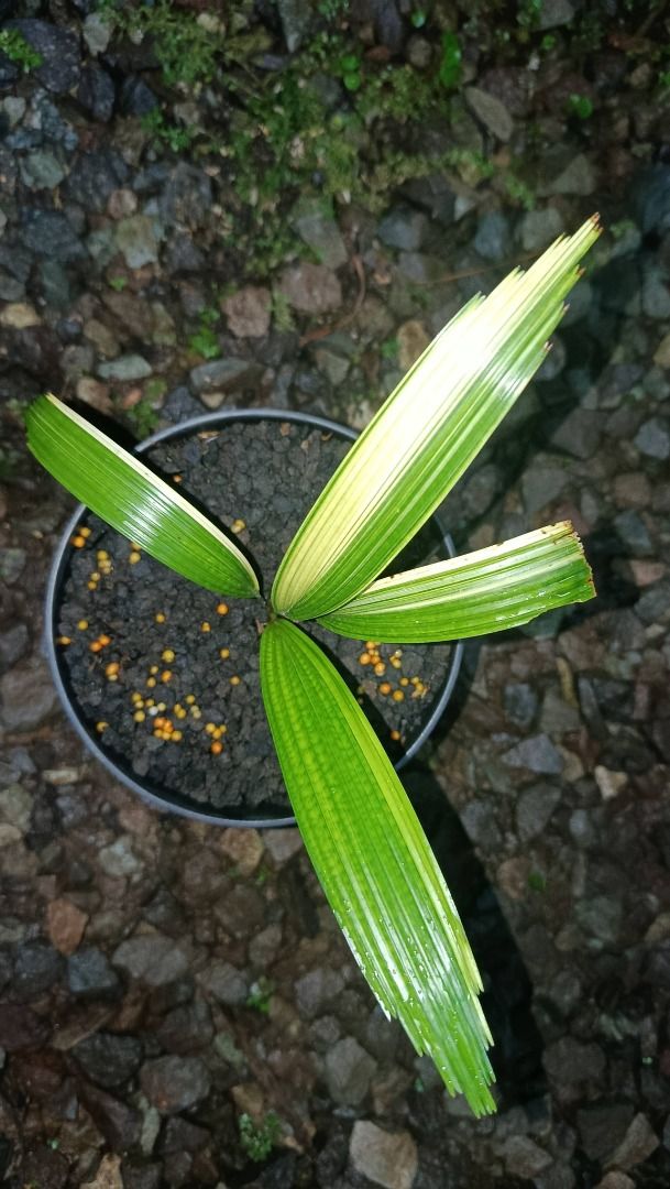 Rare Licuala Grandis Variegated Fan Palm by Dzul Faqaar, Furniture & Home  Living, Gardening, Plants & Seeds on Carousell