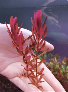 (Category: ) located in . Submitted by zenaquatics (Listing ID 1437558141, Image 1). Description: .