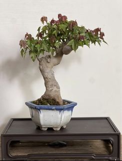 (Category: ) located in . Submitted by plants_plants (Listing ID 1437547213, Image 1). Description: .
