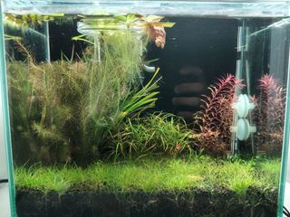 (Category: ) located in . Submitted by rankwithme (Listing ID 1437584002, Image 1). Description: .