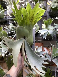 （分類：）位於 。 由 kinn_nn 提交（商品編號 1437675803，圖片 1）。簡介： 。