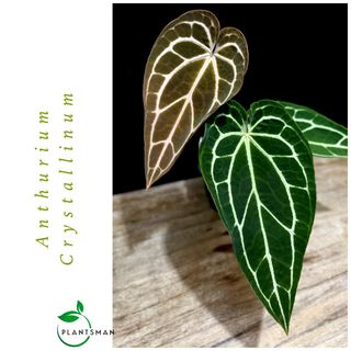 (Category: ) located in . Submitted by plantsman.sg (Listing ID 1437583246, Image 1). Description: .