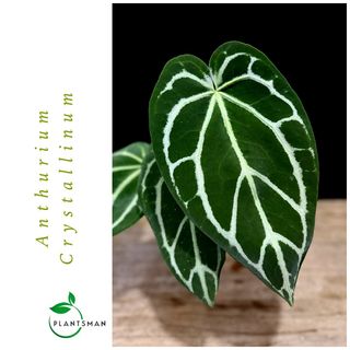 (Category: ) located in . Submitted by plantsman.sg (Listing ID 1437583308, Image 1). Description: .