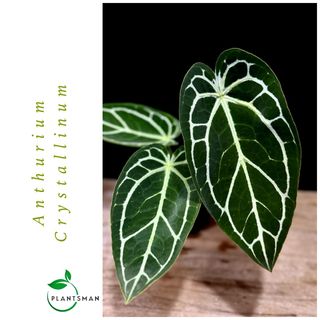 (Category: ) located in . Submitted by plantsman.sg (Listing ID 1437583333, Image 1). Description: .