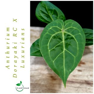 Anthurium Collection item 2