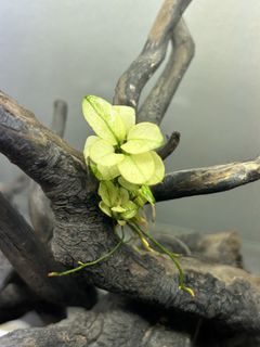(Category: ) located in . Submitted by exotic_aquatics_ (Listing ID 1437651222, Image 1). Description: .