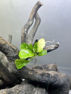 (Category: ) located in . Submitted by exotic_aquatics_ (Listing ID 1437663788, Image 1). Description: .