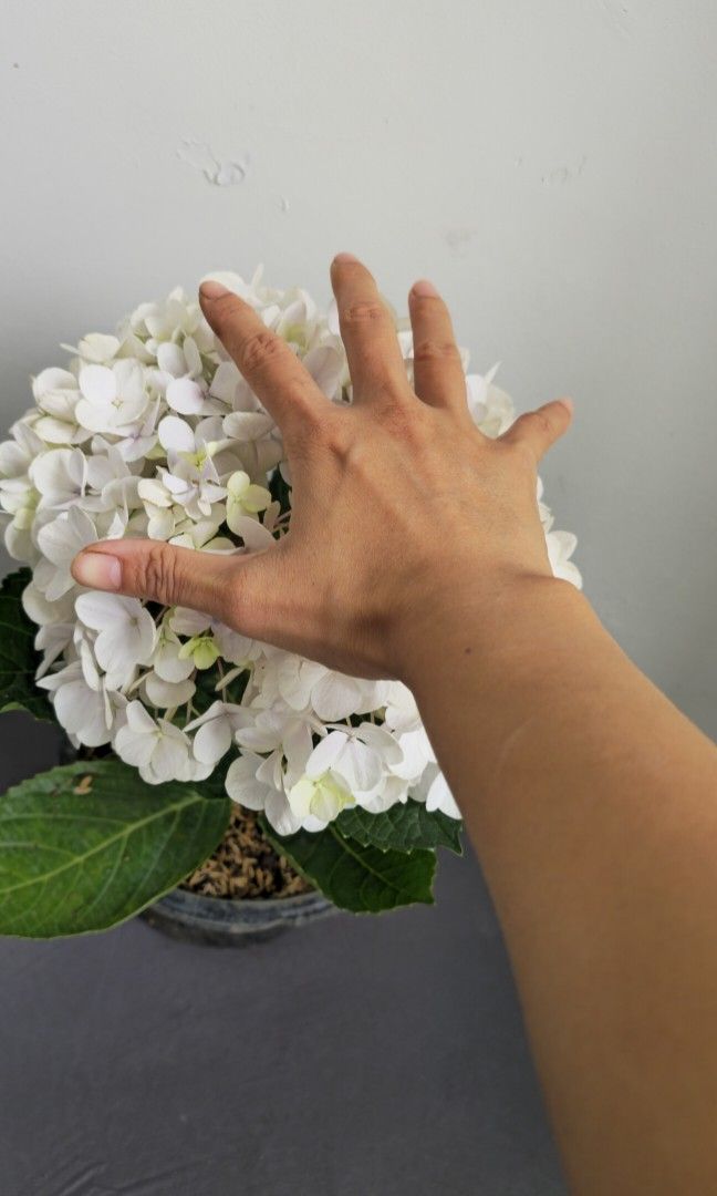 Hydrangea452859338246727683