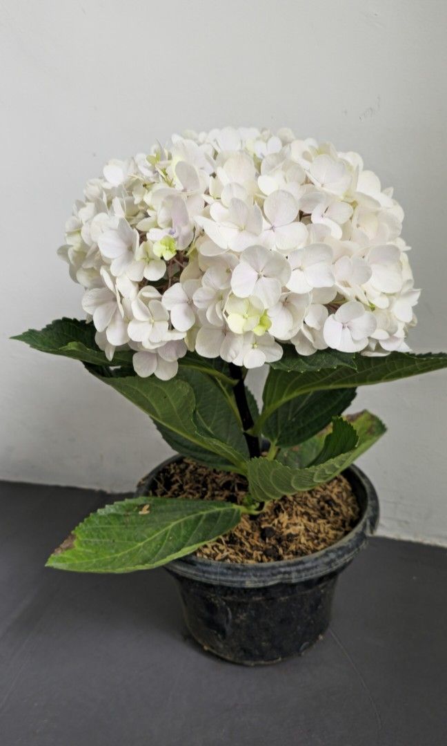 Hydrangea452859338246727681