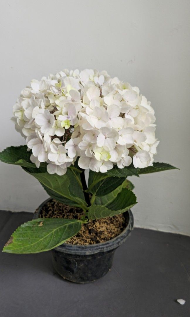 Hydrangea452859338246727682