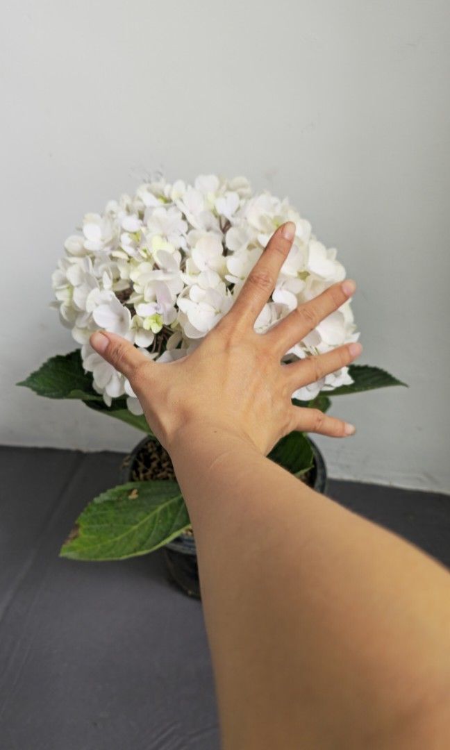 Hydrangea452859338246727680
