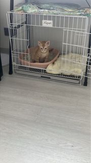 （分類：）位於 。 由 hellohellohello12 提交（商品編號 1437737431，圖片 1）。簡介： 。