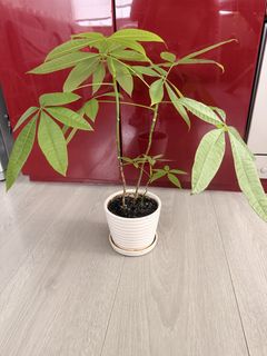 （分類：）位於 。 由 jena852 提交（商品編號 1437623750，圖片 1）。簡介： 。