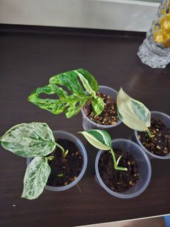 (Category: ) located in . Submitted by happygrowing (Listing ID 1437615983, Image 1). Description: .