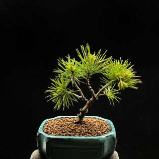 五針松出售| 植物及種子| Carousell Hong Kong
