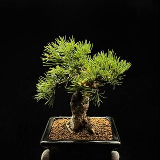 五針松出售| 植物及種子| Carousell Hong Kong