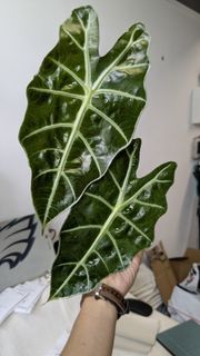 （分類：）位於 。 由 tsetk 提交（商品編號 1437774799，圖片 1）。簡介： 。
