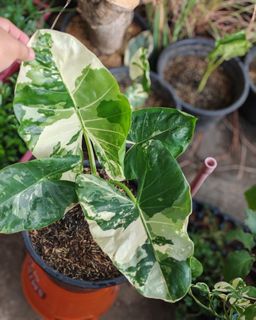 (Category: ) located in . Submitted by plantcorner (Listing ID 1437794048, Image 1). Description: .
