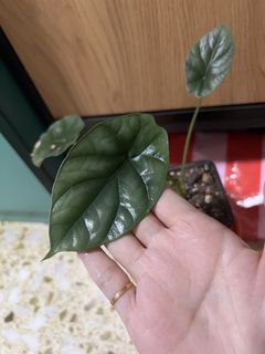 (Category: ) located in . Submitted by mouyetai (Listing ID 1437912961, Image 1). Description: .
