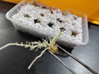(Category: ) located in . Submitted by plants_n_such (Listing ID 1437794667, Image 1). Description: .