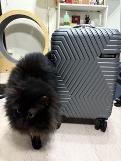 (Category: ) located in . Submitted by alxzndria (Listing ID 1437928966, Image 1). Description: .