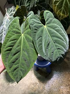 （分類：）位於 。 由 apaplants 提交（商品編號 1437811376，圖片 1）。簡介： 。