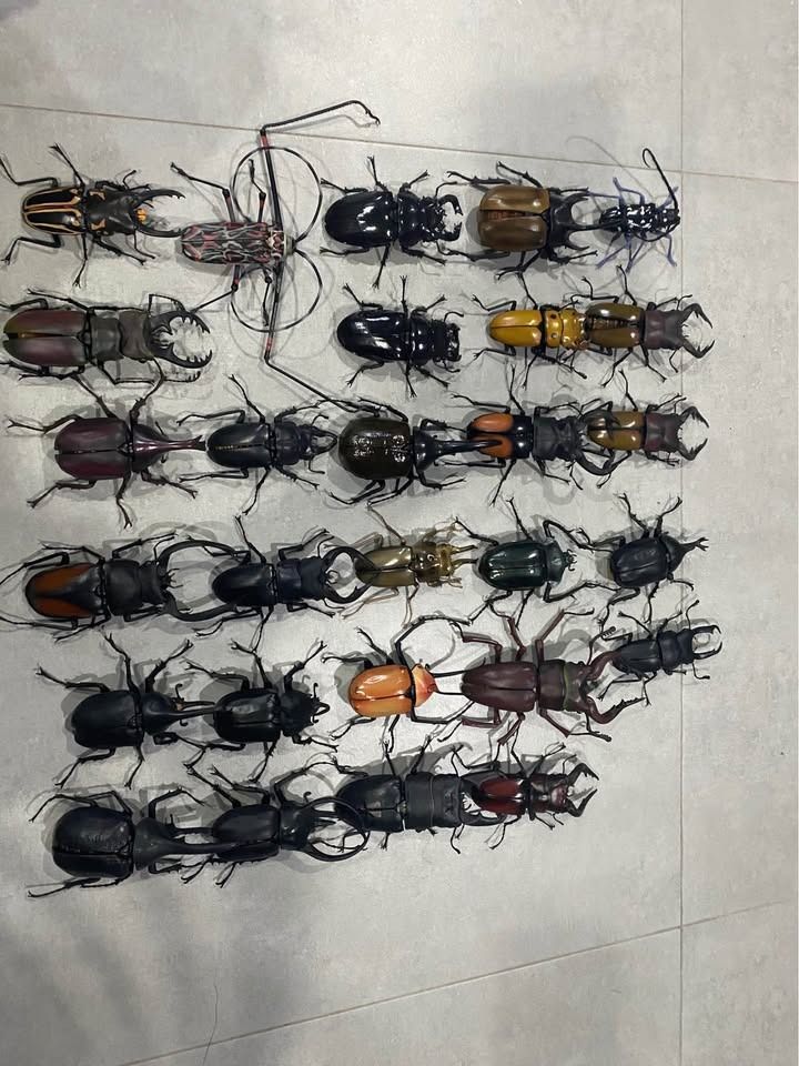 Bandai Beetle Gashapon Figurines (Category: Figurines & Statues) located in Caloocan City. Submitted by brianpan12332 (Listing ID 1437760074, Image 1). Description: - Bandai beetle Gashapon collection - Different colors and sizes available - Features beetles with horns and pincers - Detailed legs and antennae - Made of durable plastic or resin - Ideal for collectors and display Price varies from 400-1000php each.
