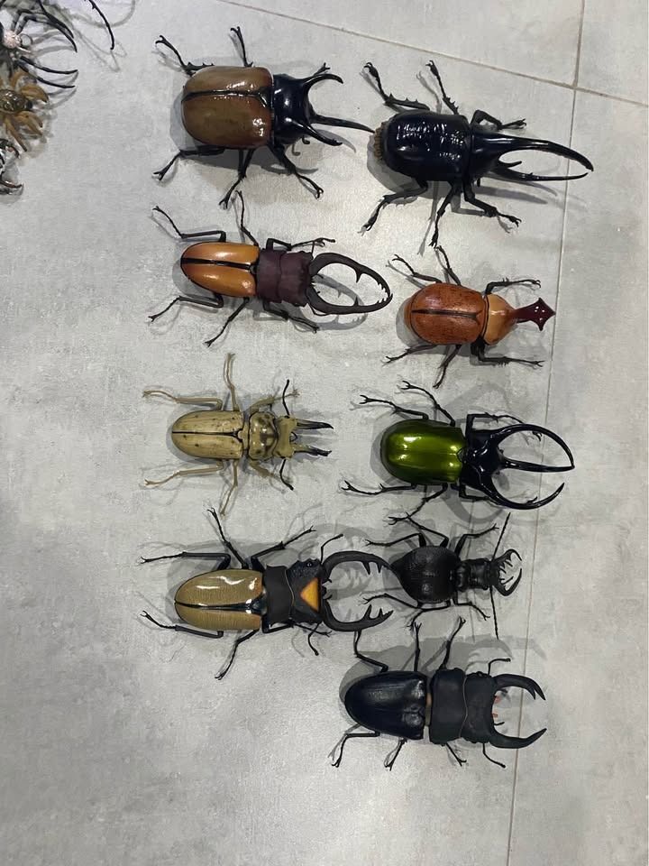 Bandai Beetle Gashapon Figurines (Category: Figurines & Statues) located in Caloocan City. Submitted by brianpan12332 (Listing ID 1437760074, Image 2). Description: - Bandai beetle Gashapon collection - Different colors and sizes available - Features beetles with horns and pincers - Detailed legs and antennae - Made of durable plastic or resin - Ideal for collectors and display Price varies from 400-1000php each.