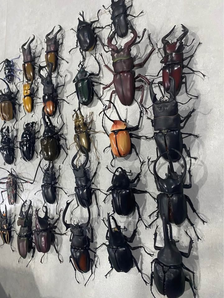 Bandai Beetle Gashapon Figurines (Category: Figurines & Statues) located in Caloocan City. Submitted by brianpan12332 (Listing ID 1437760074, Image 3). Description: - Bandai beetle Gashapon collection - Different colors and sizes available - Features beetles with horns and pincers - Detailed legs and antennae - Made of durable plastic or resin - Ideal for collectors and display Price varies from 400-1000php each.