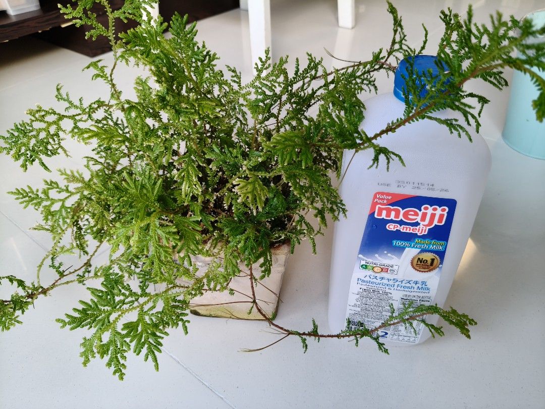 Fern454101857385861120