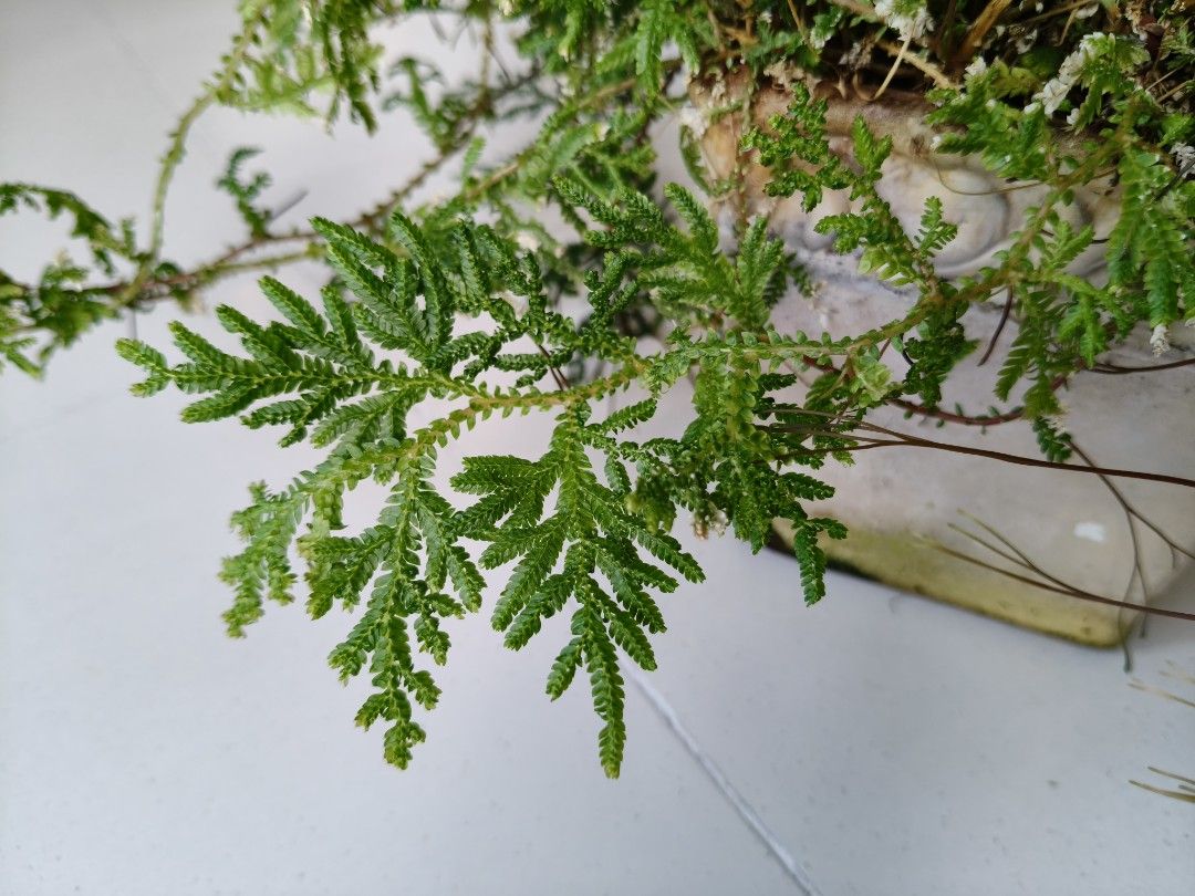 Fern454101857385861122