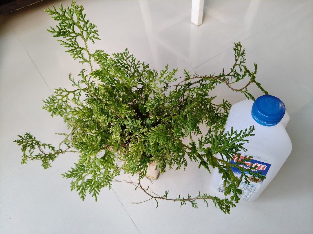 Fern454101857385861121