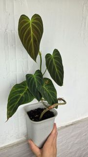 （分類：）位於 。 由 blurrybeing 提交（商品編號 1437762347，圖片 1）。簡介： 。