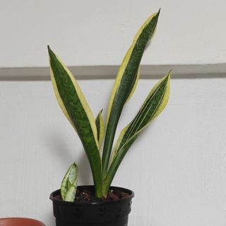 (Category: ) located in . Submitted by sgbonsai (Listing ID 1427681383, Image 1). Description: .