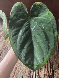 (Category: ) located in . Submitted by plantsnini (Listing ID 1426476209, Image 1). Description: .