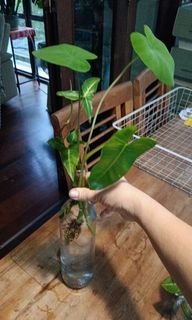 (Category: ) located in . Submitted by tengreen (Listing ID 1438090781, Image 1). Description: .